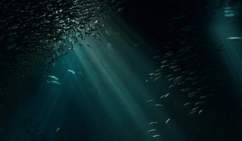 curiosidades sobre o fundo do mar
