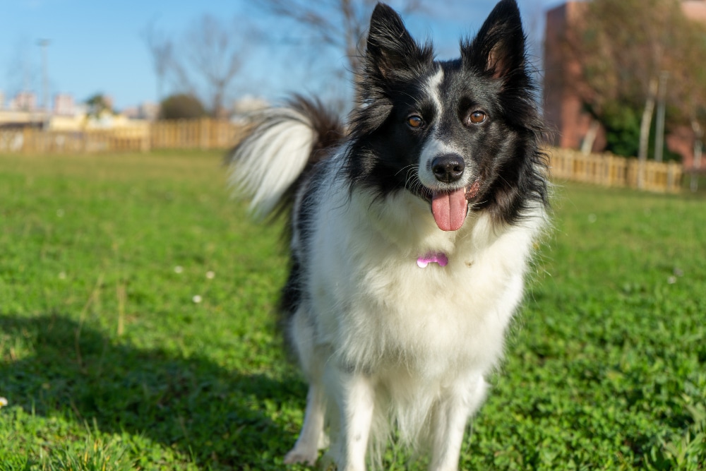 cachorros mais inteligentes do mundo