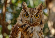 espécies de corujas