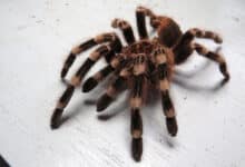 maiores aranhas do mundo