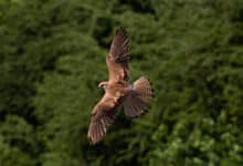 maiores aves do mundo