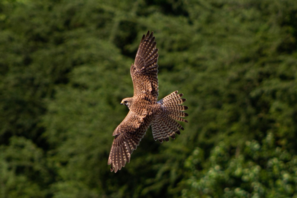 maiores aves do mundo