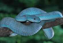 cobras gigantescas