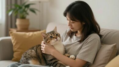 Gato doméstico de pelo curto ronronando enquanto é acariciado, em ambiente confortável e aconchegante