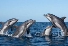 Golfinhos em grupo saltando sobre a água, céu azul ao fundo, capturando sua vivacidade e interação social