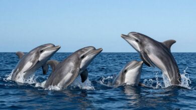 Golfinhos em grupo saltando sobre a água, céu azul ao fundo, capturando sua vivacidade e interação social
