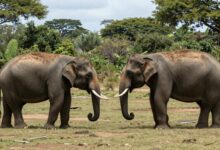 Elefantes em seu habitat natural, demonstrando comportamento social e interação