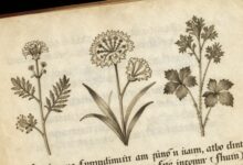 Uma representação artística de uma página do Manuscrito Voynich, mostrando plantas fantásticas e escrita indecifrável em um pergaminho antigo.