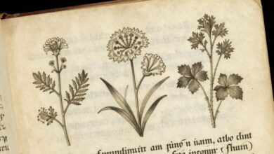 Uma representação artística de uma página do Manuscrito Voynich, mostrando plantas fantásticas e escrita indecifrável em um pergaminho antigo.