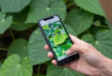 Uma pessoa segurando um smartphone com o aplicativo Plantix na tela, analisando a folha doente de uma planta em um jardim vibrante.