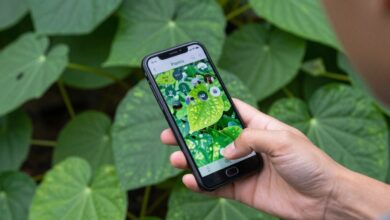 Uma pessoa segurando um smartphone com o aplicativo Plantix na tela, analisando a folha doente de uma planta em um jardim vibrante.