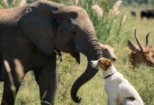 Um elefante e um cão em convivência tranquila, com outros animais ao fundo, representando amizade e companheirismo entre espécies.