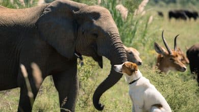 Um elefante e um cão em convivência tranquila, com outros animais ao fundo, representando amizade e companheirismo entre espécies.