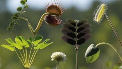 Composição botânica realista de sete plantas em movimento: sensitiva fechando as folhas, dionéia com a armadilha aberta, drosera com tentáculos brilhantes, oxalis e maranta com folhas erguidas, planta-telegráfica e jovem girassol voltado para a luz.